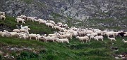 46 Pecore al pascolo...